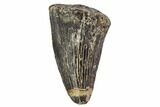 Mosasaur Tooth - North Sulfur River, Texas #104361-1